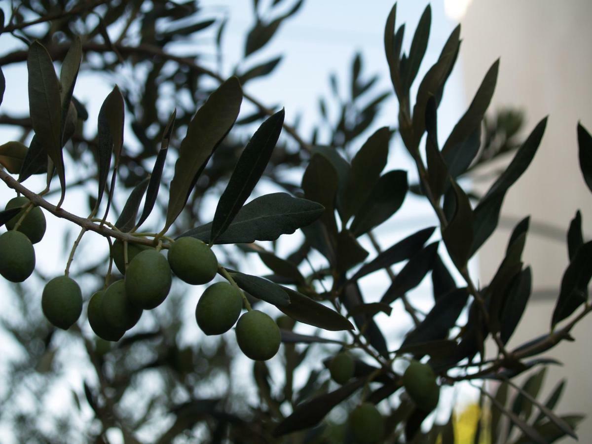 Provvidenza Βίλα Motovun Εξωτερικό φωτογραφία